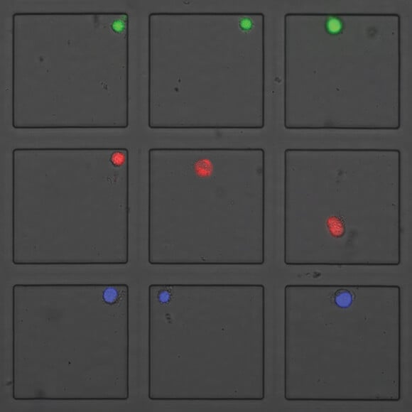 fpm-sorted-cells