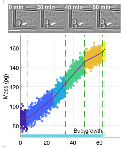Budding-yeast-cell-shows-segments-of-different-growth-rates